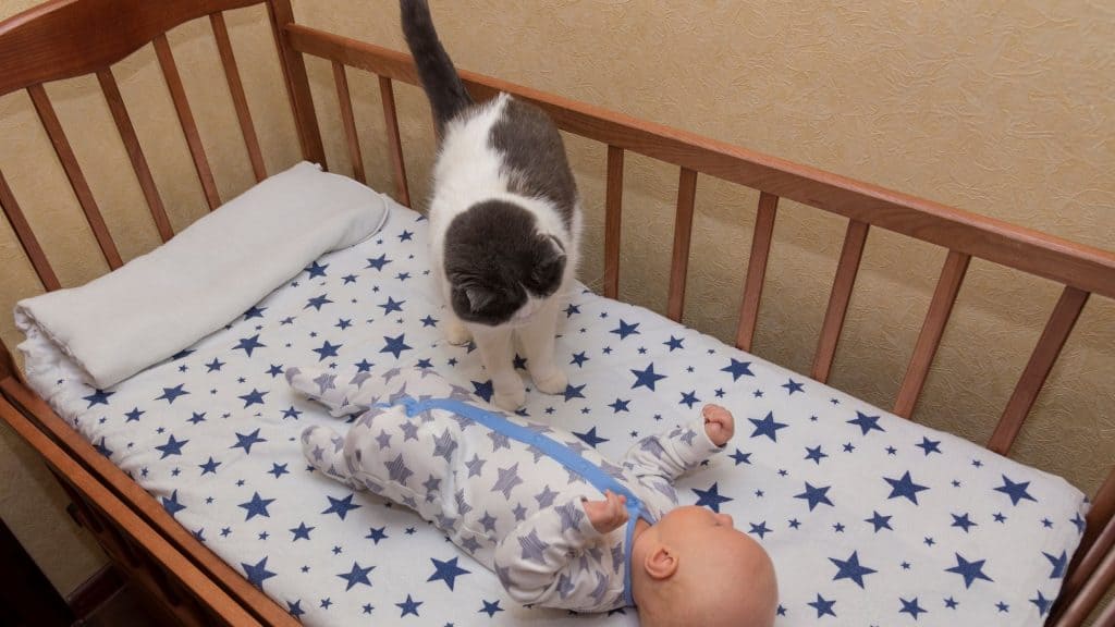 Recomended How to keep cats away from sleeping baby 