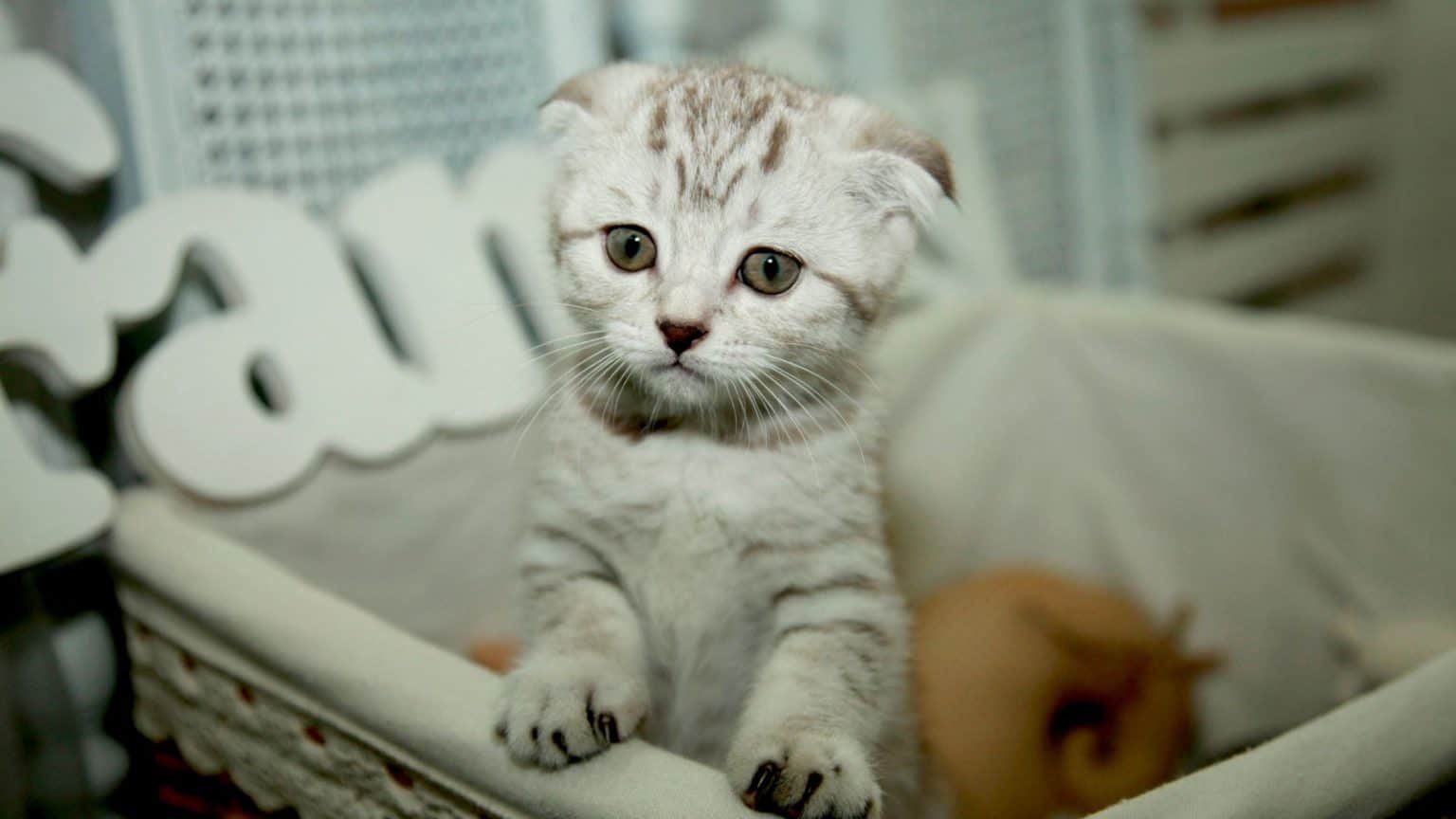 Best Tips For Keeping Your Cat Away From The Bassinet