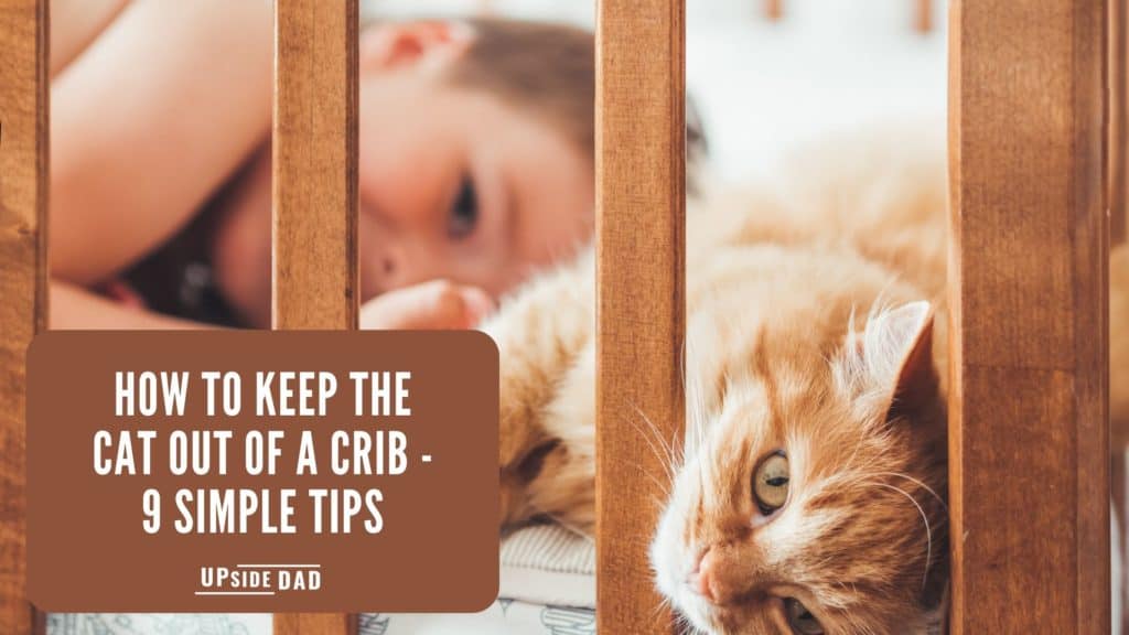 How To Keep the Cat Out of Crib — 10 Humane Tips