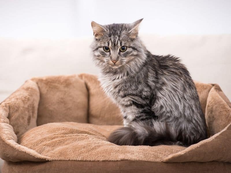 cat in a bed